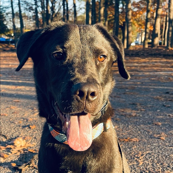 Meet your Posher, Jessie - Picture 2 of 3